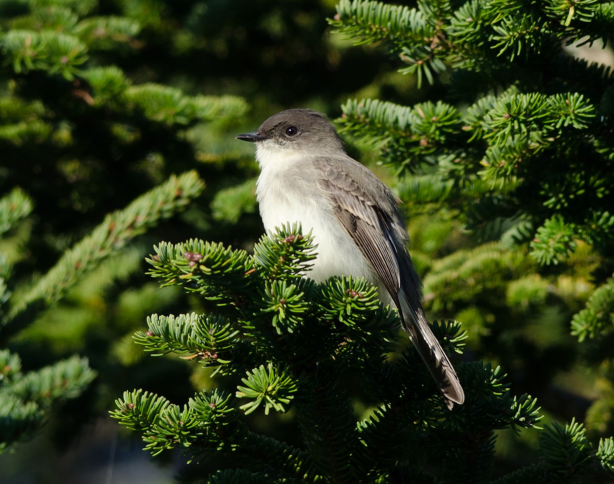 Eastern Phoebe - ML72595151