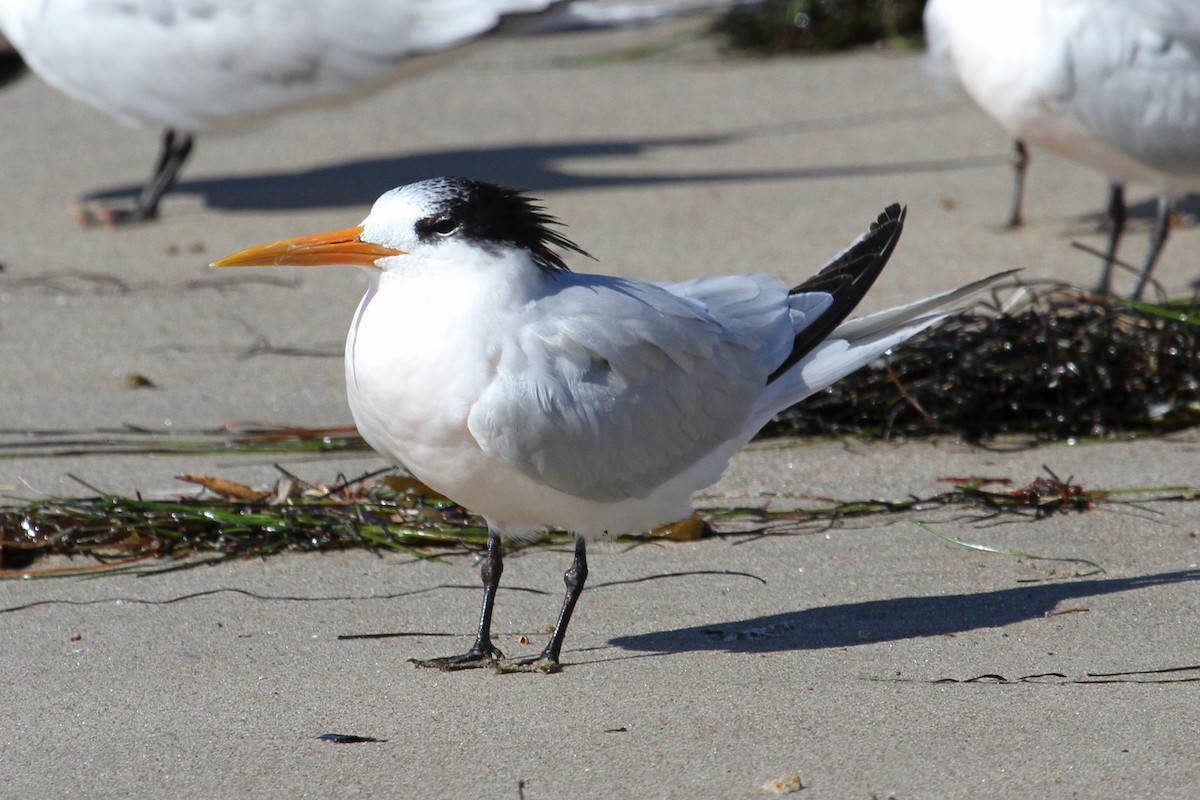 Elegant Tern - ML72595231