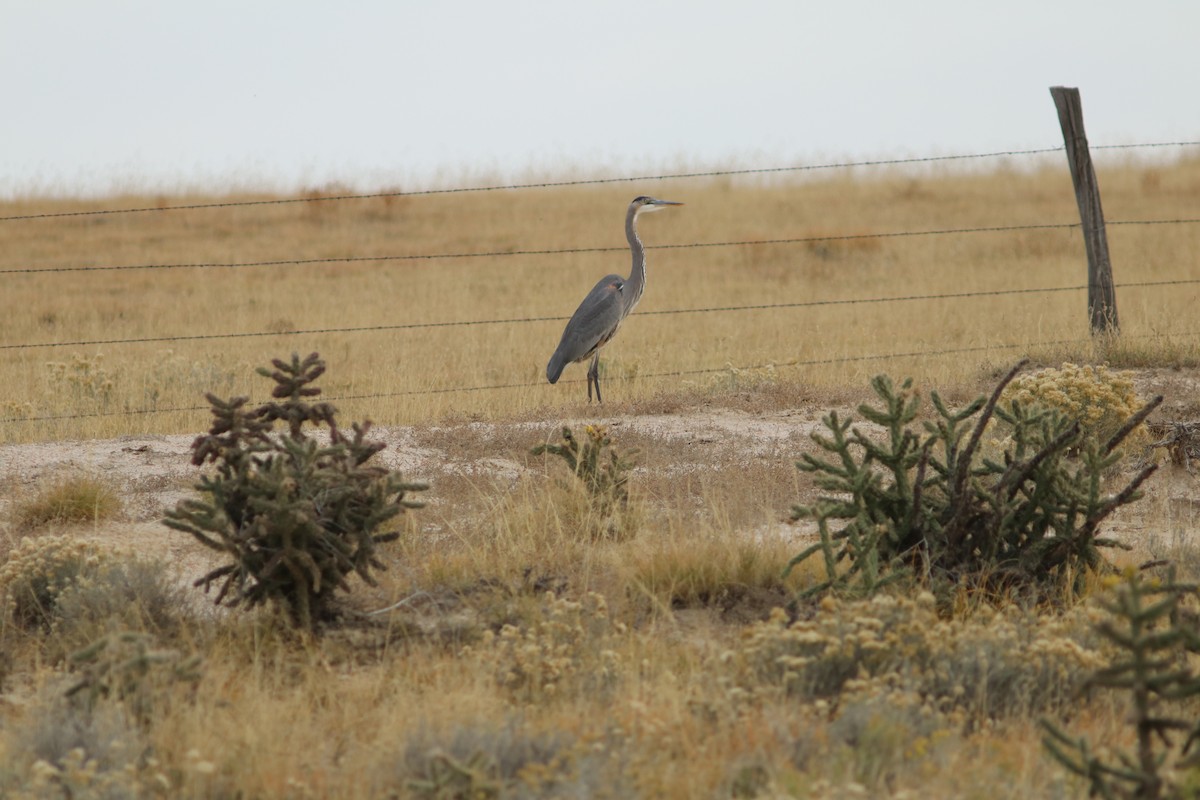 Great Blue Heron - Risë Foster-Bruder