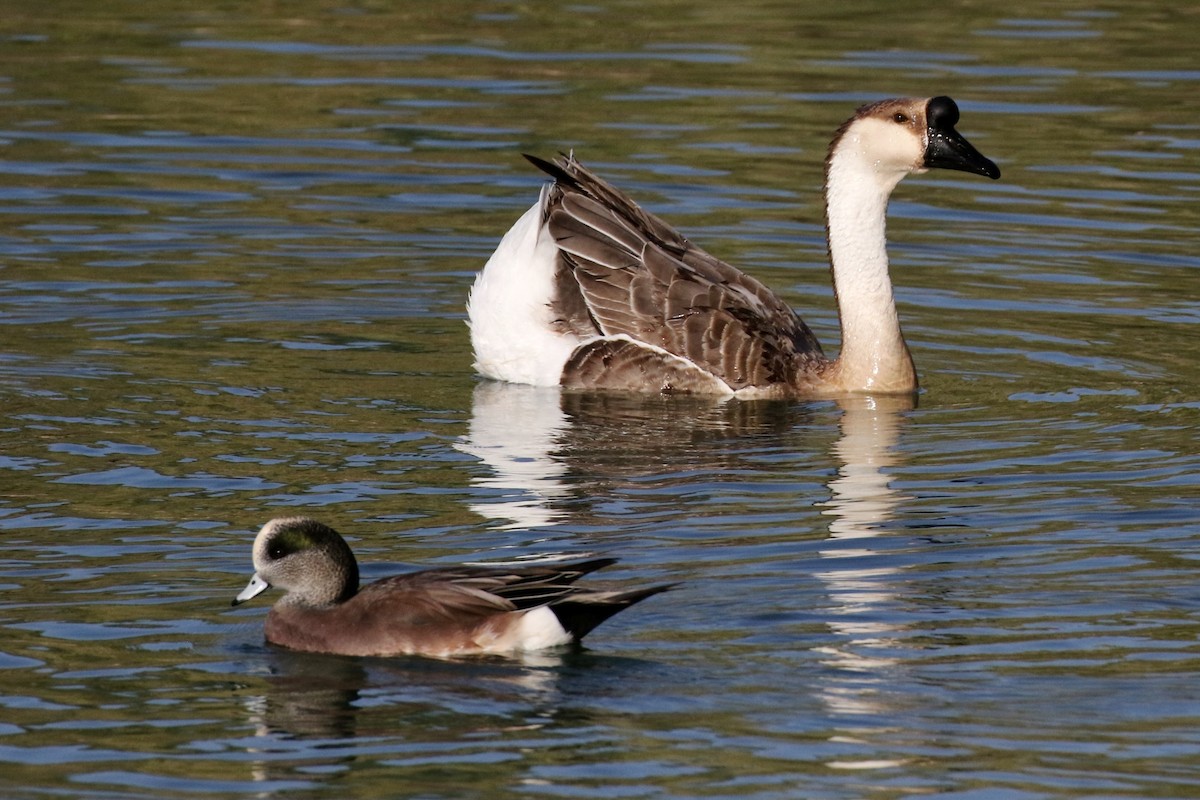 Swan Goose (Domestic type) - ML72595571