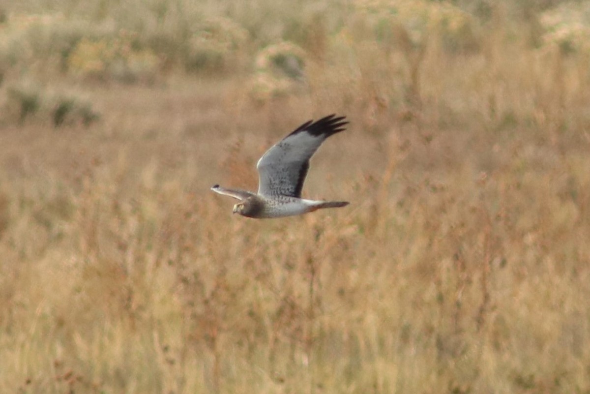 Northern Harrier - ML72595581