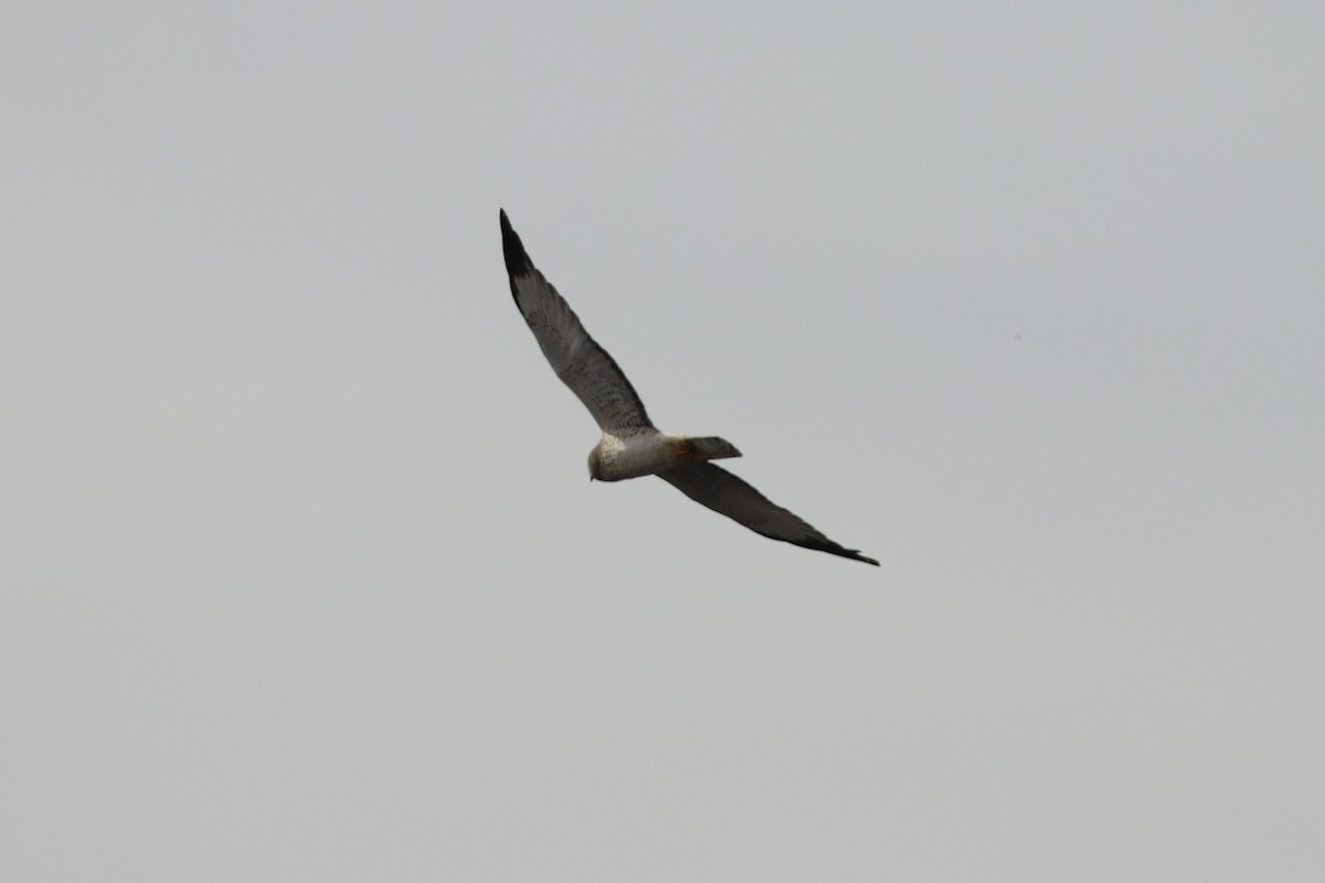 Northern Harrier - ML72595621