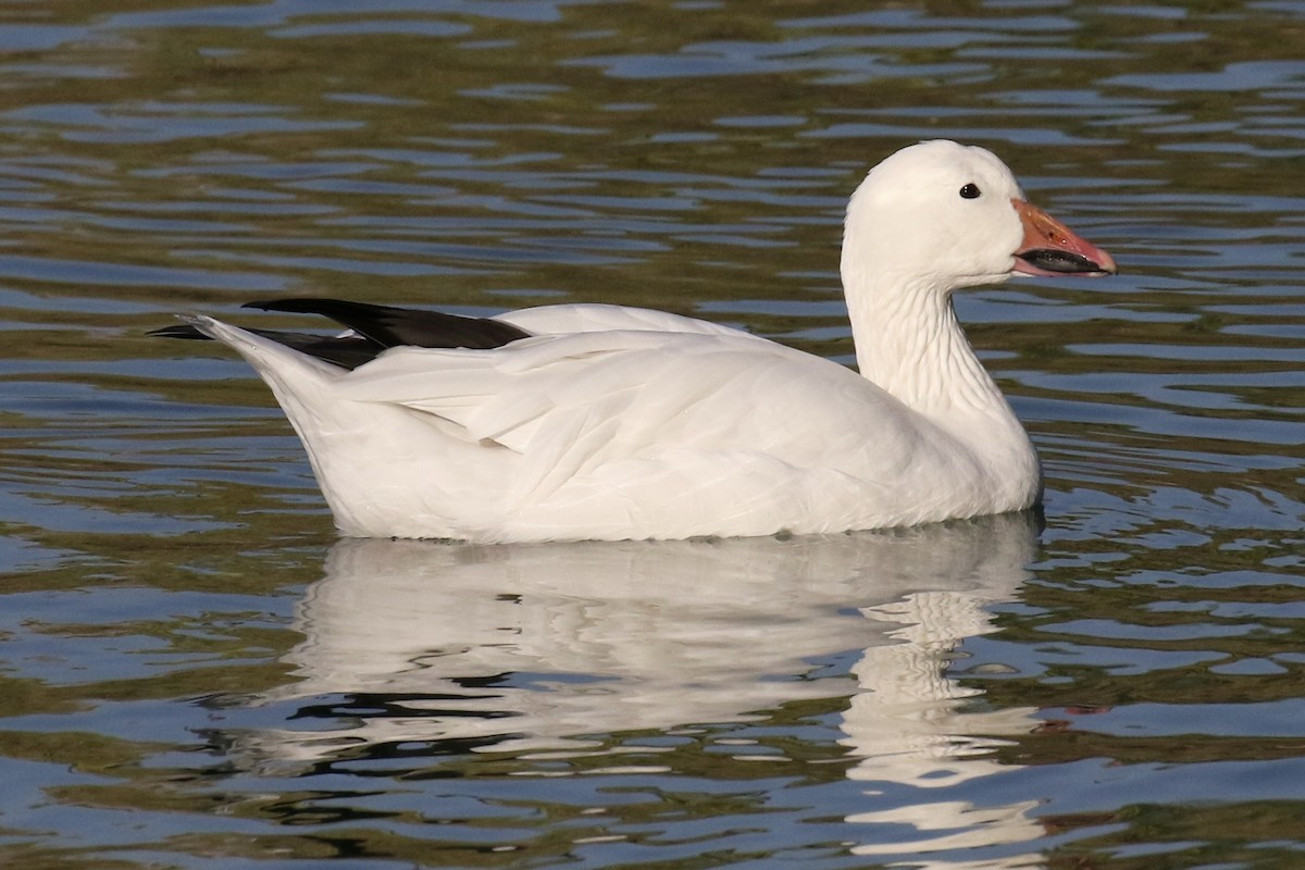 Snow Goose - ML72595651