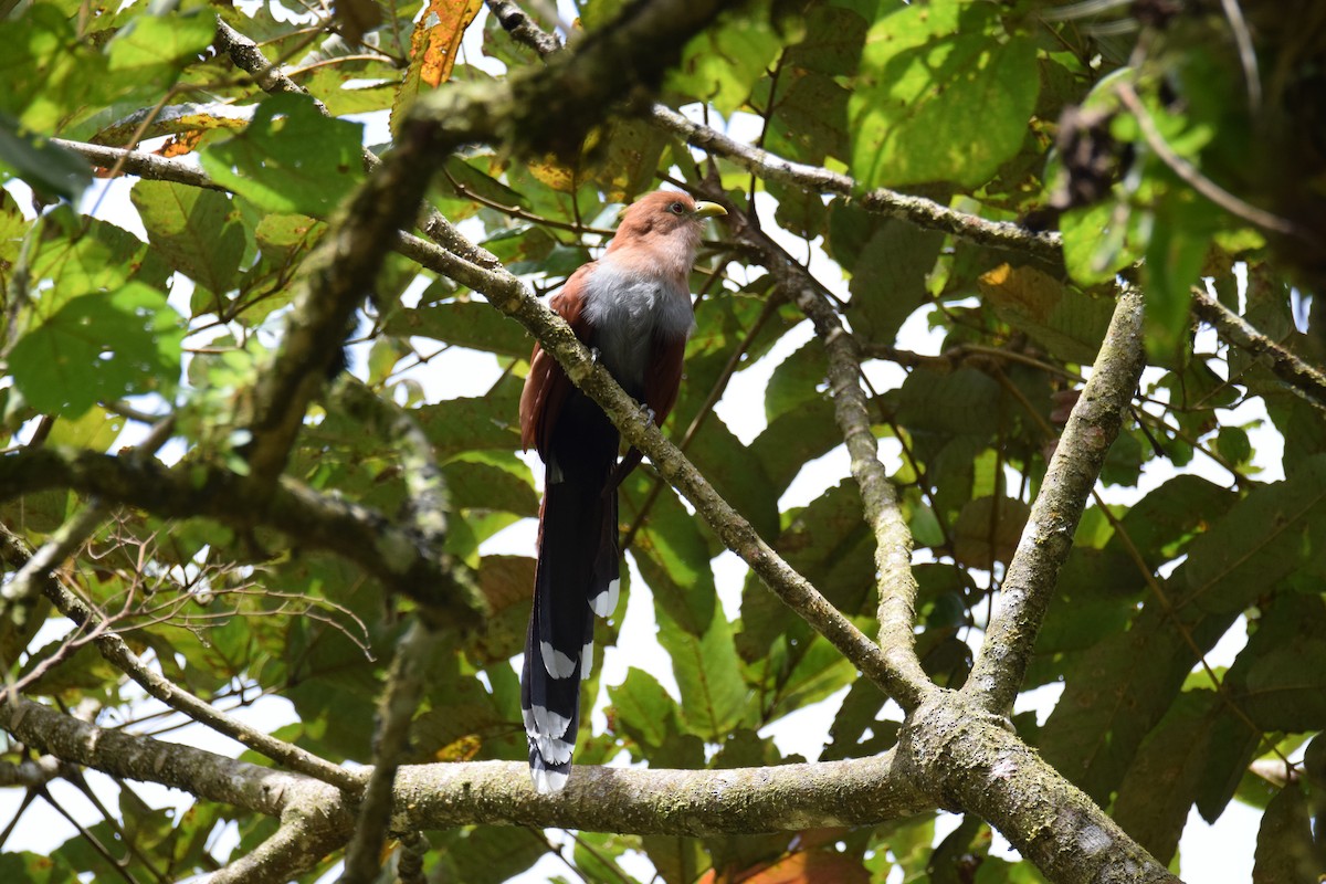 Squirrel Cuckoo - ML72595681