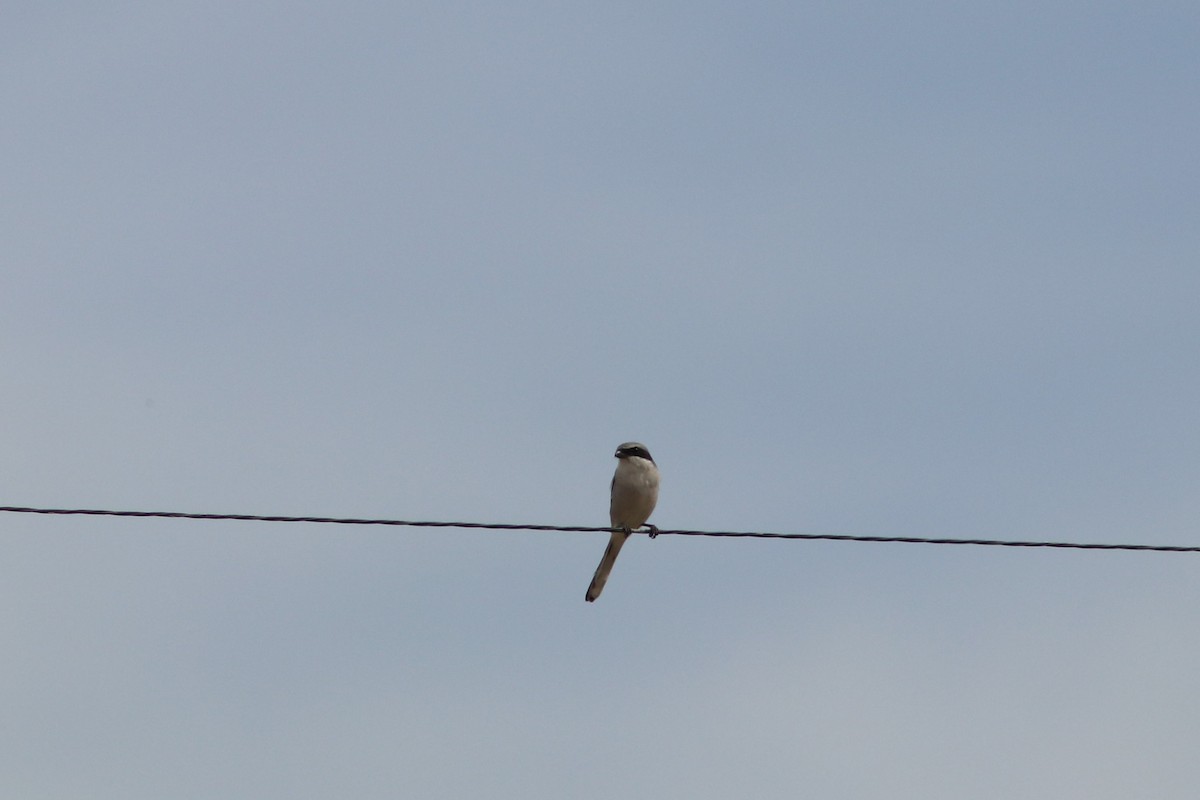 Loggerhead Shrike - ML72595831