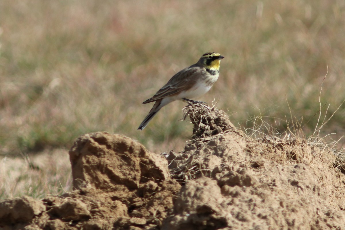 Horned Lark - ML72595921