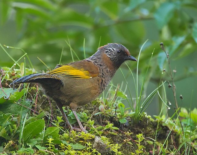 Chestnut-crowned Laughingthrush - ML725961