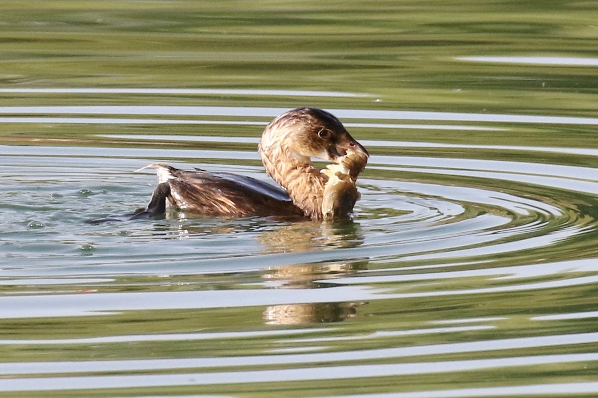 Pied-billed Grebe - ML72596101