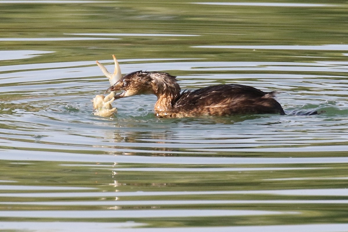 Pied-billed Grebe - ML72596171