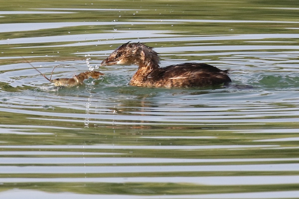 Pied-billed Grebe - ML72596201