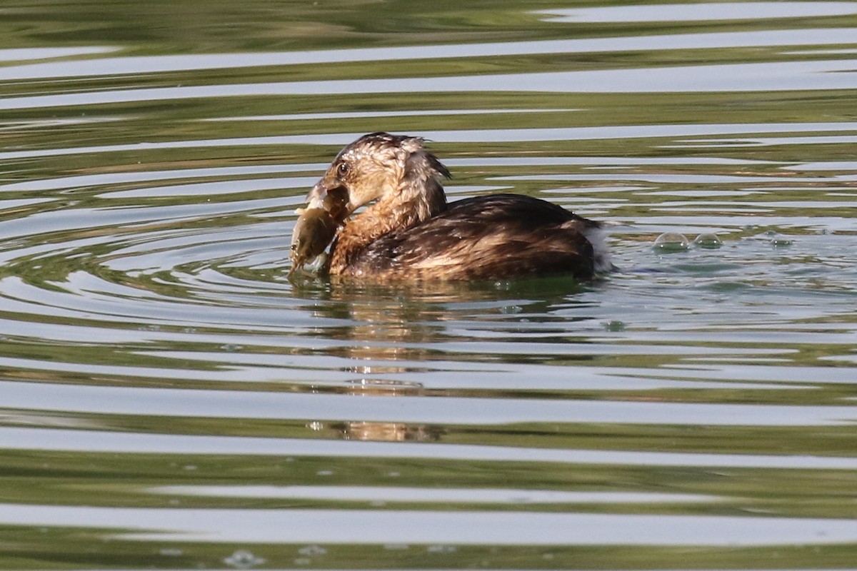 Pied-billed Grebe - ML72596221