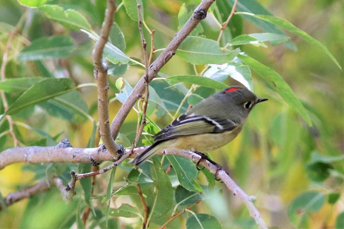 Roitelet à couronne rubis - ML72596451