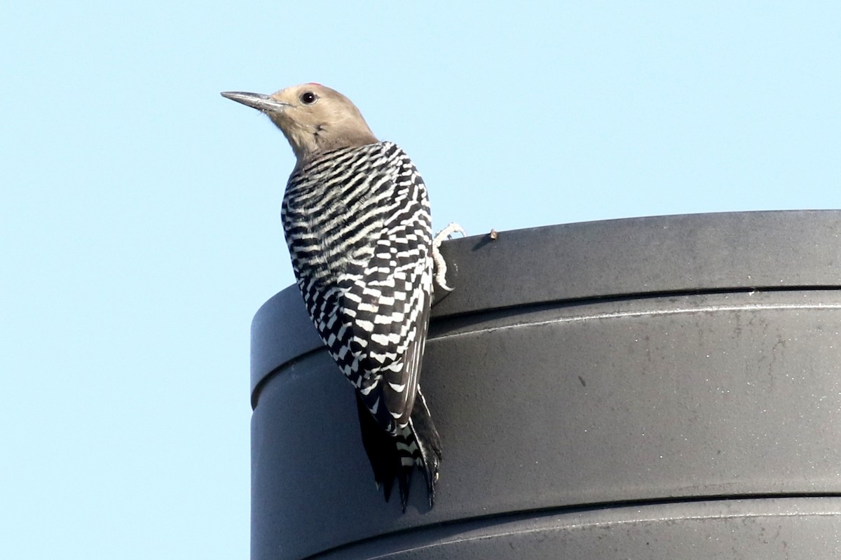 Gila Woodpecker - ML72596501