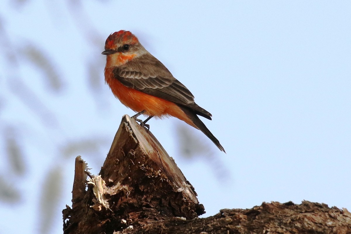 Vermilion Flycatcher - ML72596581