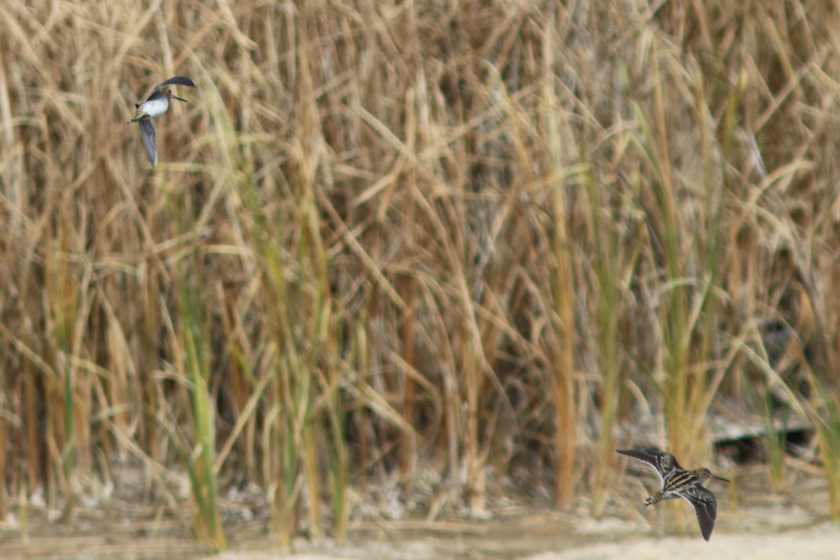 Wilson's Snipe - ML72596601