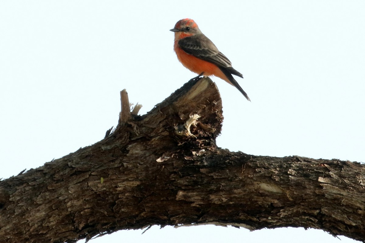 Vermilion Flycatcher - ML72596661