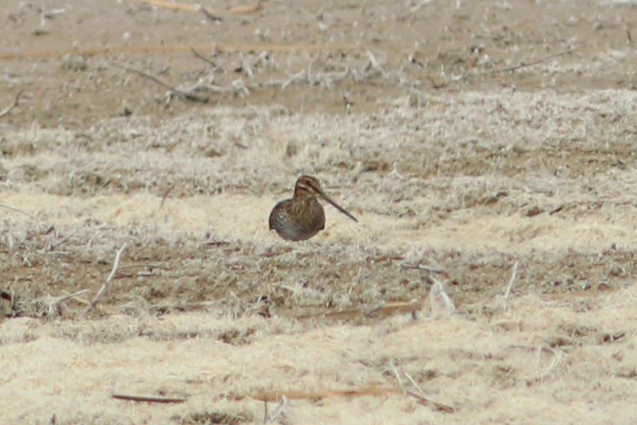 Agachadiza de Wilson - ML72596671