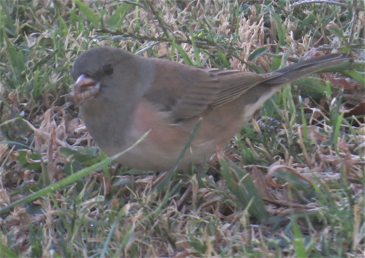 Dark-eyed Junco - Howard King