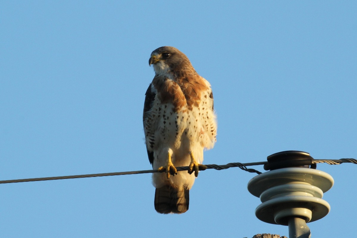 Swainson's Hawk - ML72597161