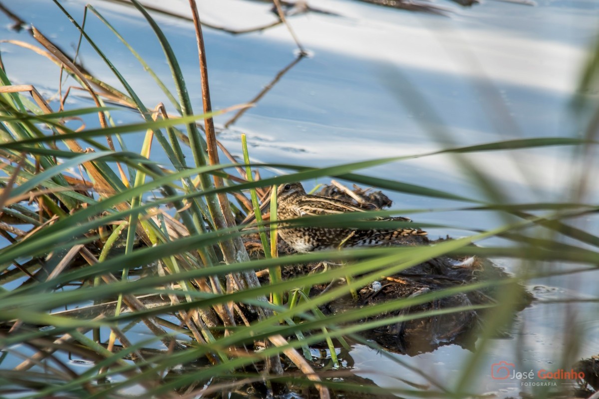 Common Snipe - ML72597311