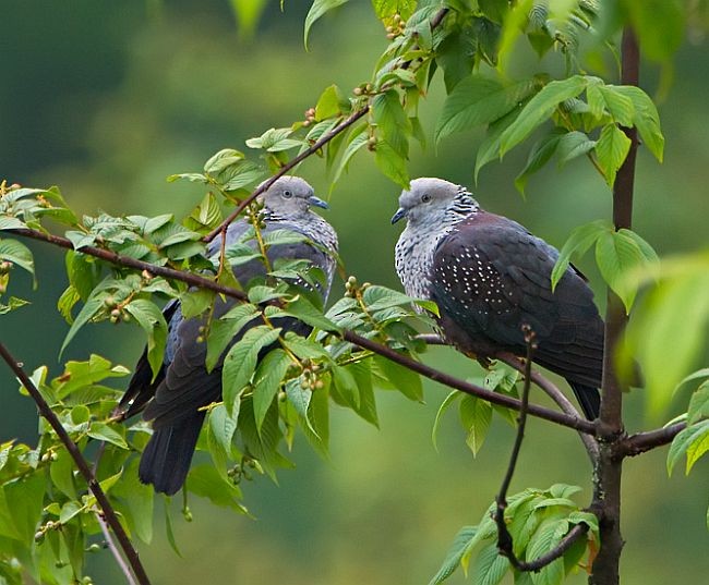 Speckled Wood-Pigeon - Ramki Sreenivasan