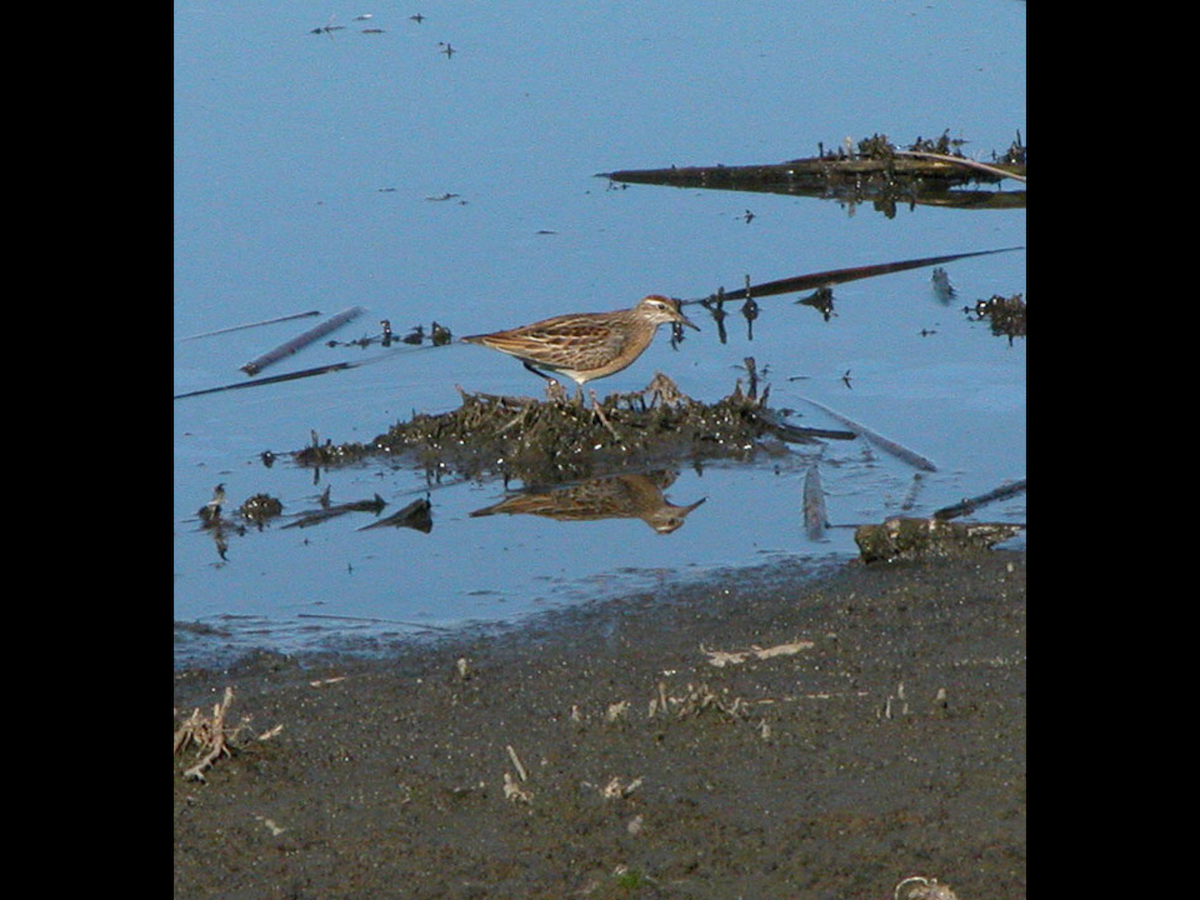 Sharp-tailed Sandpiper - Sylvia Maulding