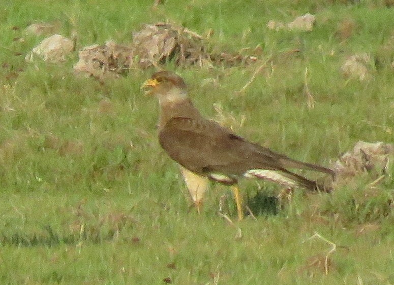 Chimango Caracara - ML72601391