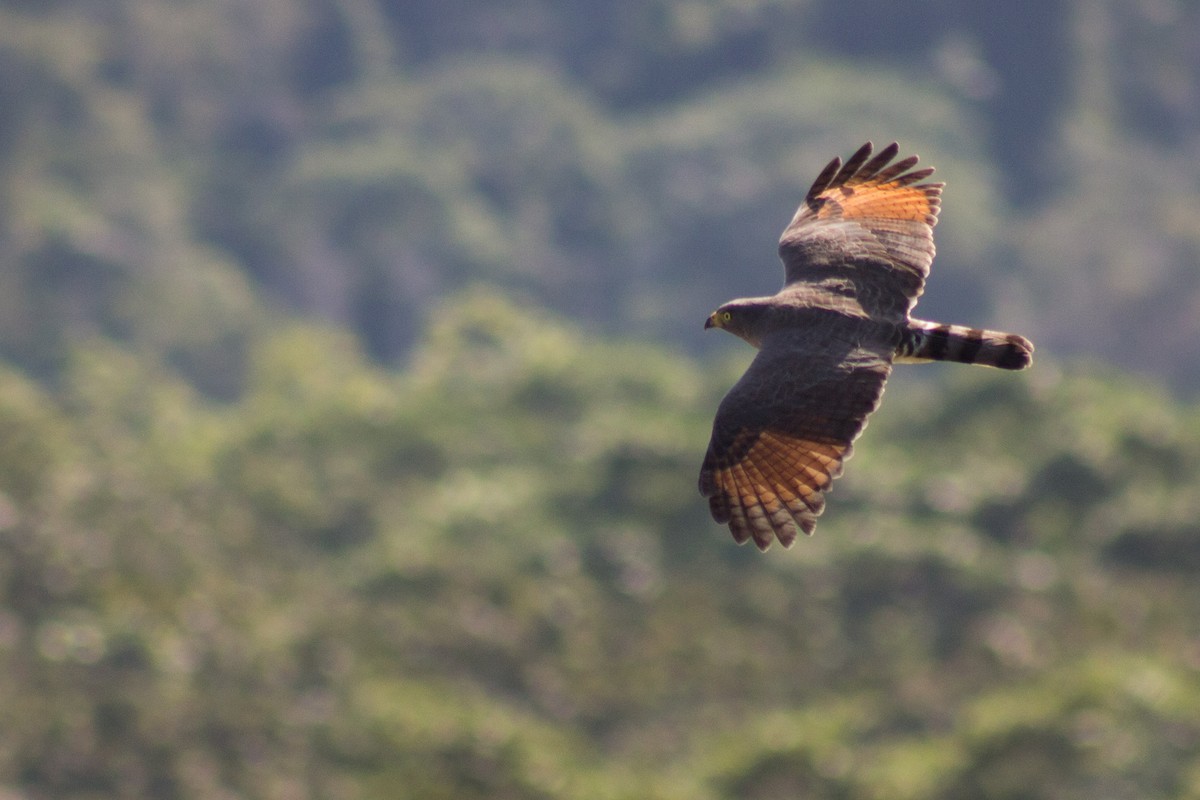 Roadside Hawk - ML72602361