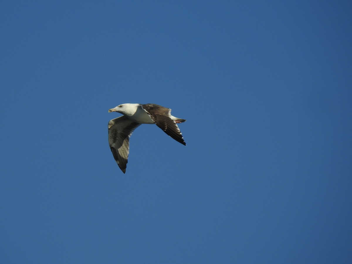 Great Black-backed Gull - ML72602931