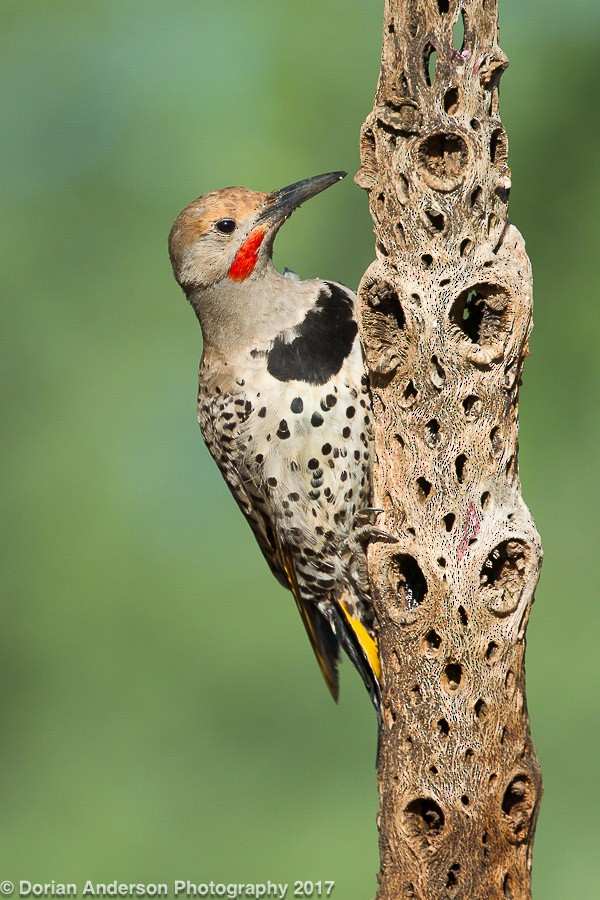 Gilded Flicker - ML72603771