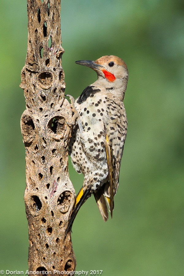 Gilded Flicker - ML72603781