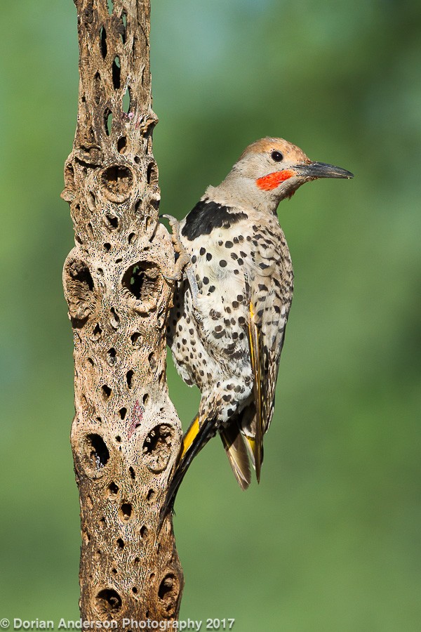 Gilded Flicker - ML72603801