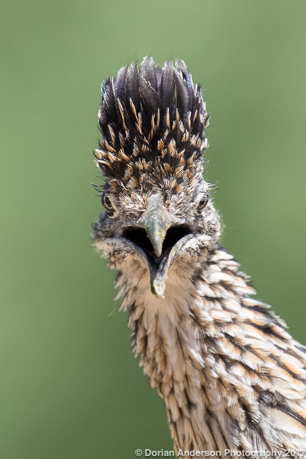 Greater Roadrunner - ML72603851