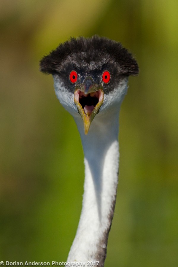 Western Grebe - ML72604491