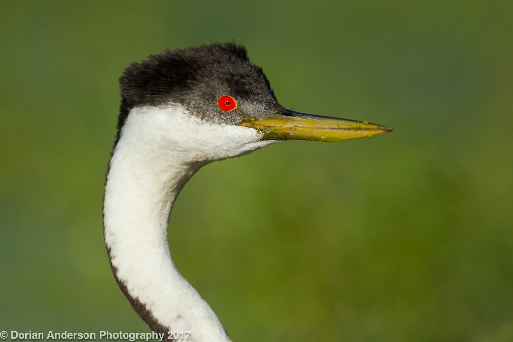 Western Grebe - ML72604521