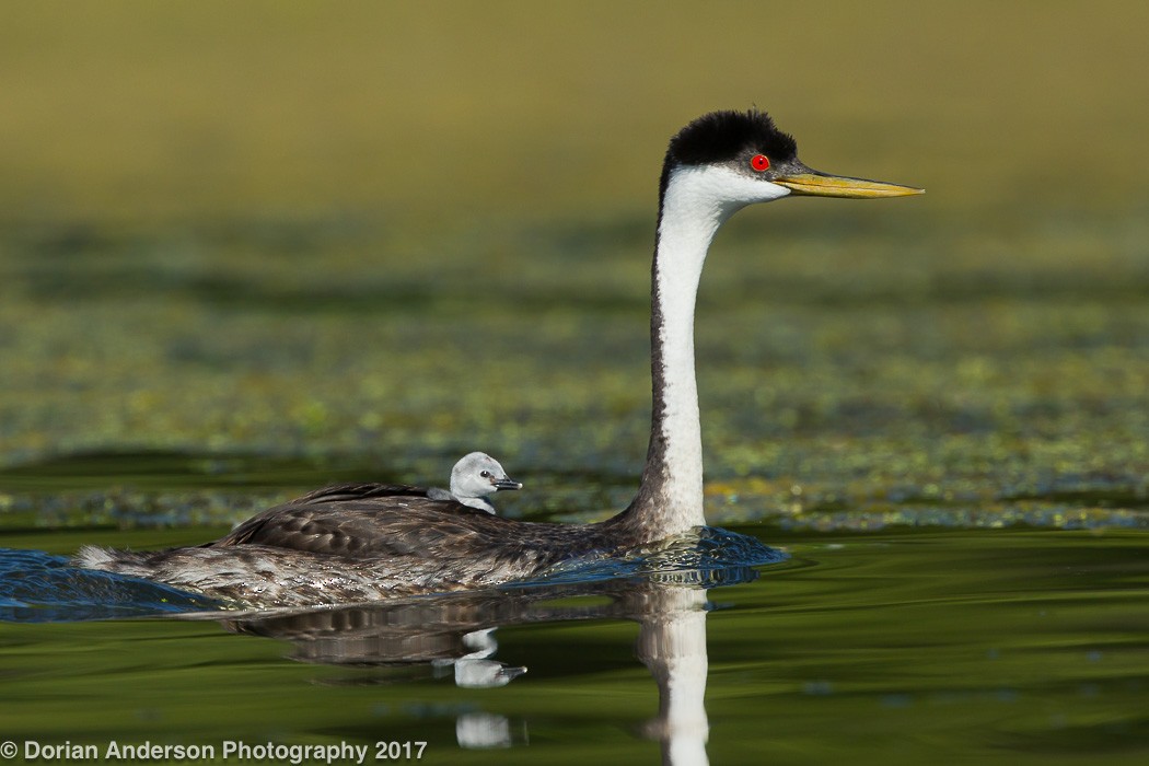 Western Grebe - ML72604531