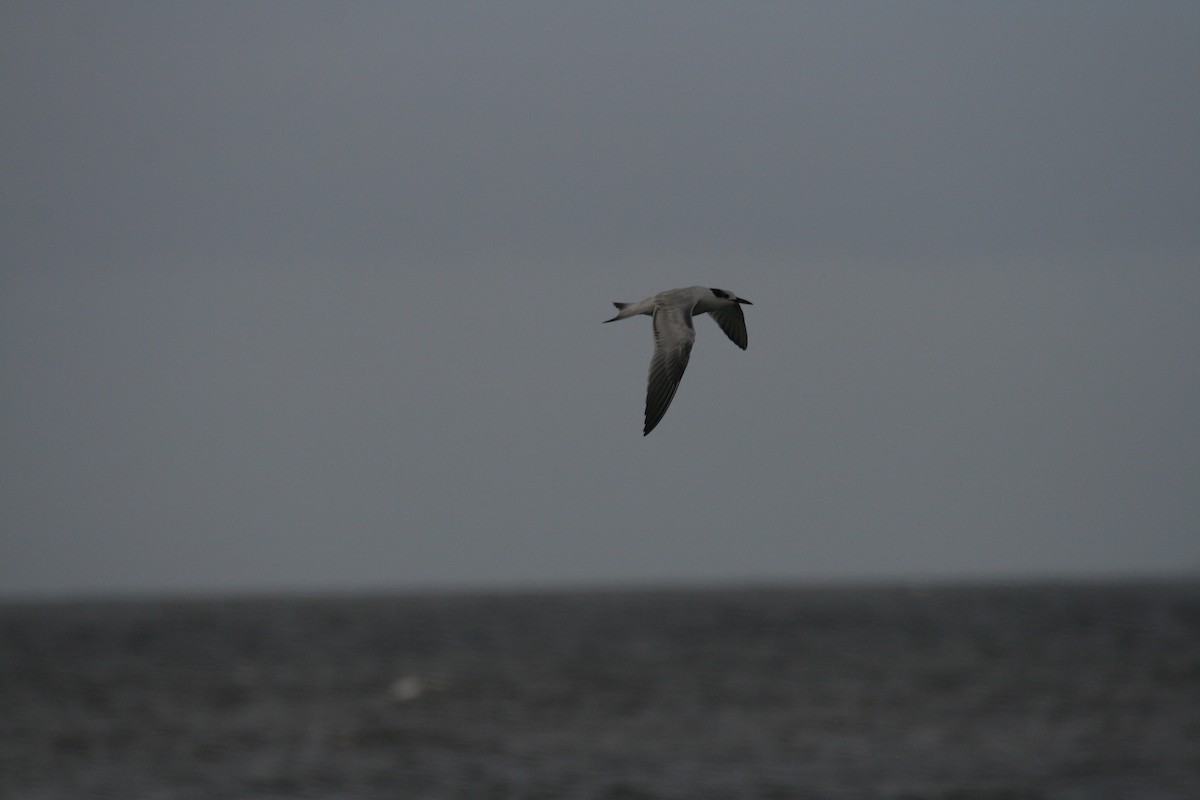 Common Tern - ML72604731