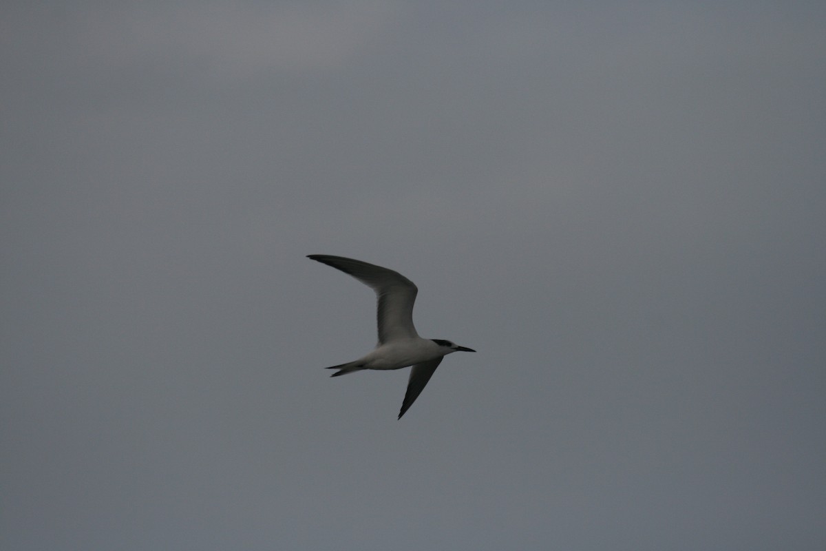 Common Tern - ML72604761