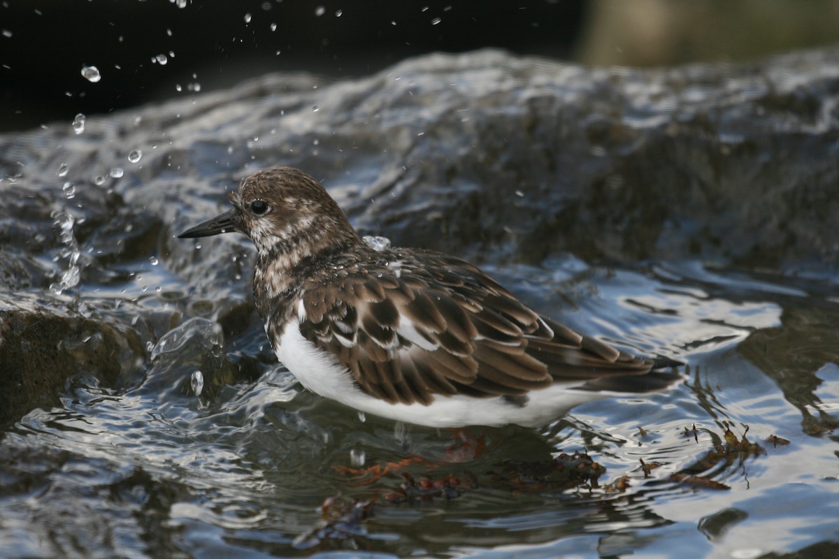 Ruddy Turnstone - Paul Heitmann