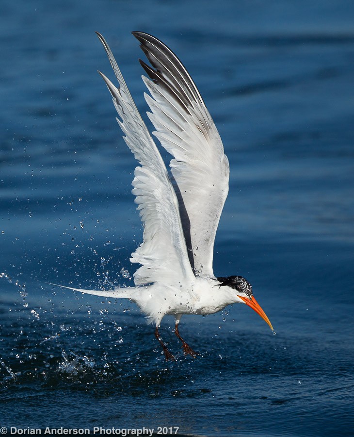 Elegant Tern - ML72605341