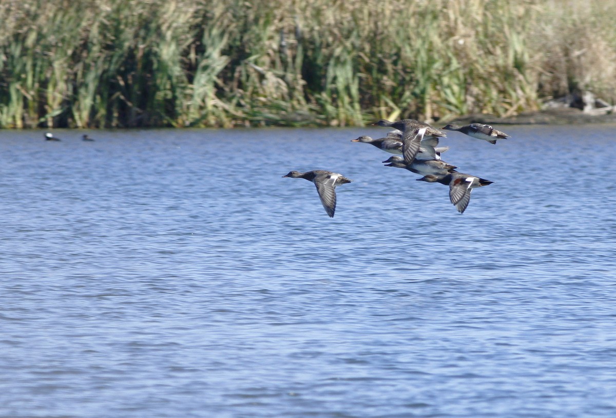 Gadwall - ML72606171