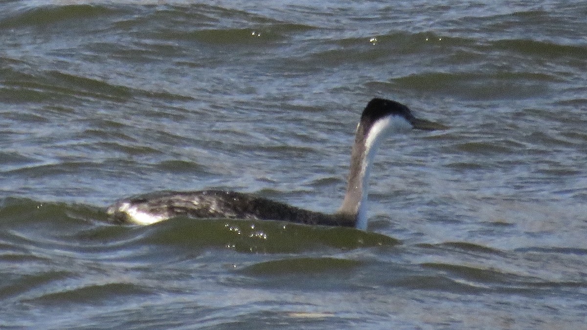 Western Grebe - ML72607091