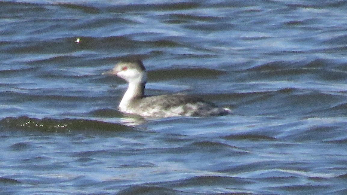 Horned Grebe - ML72607381