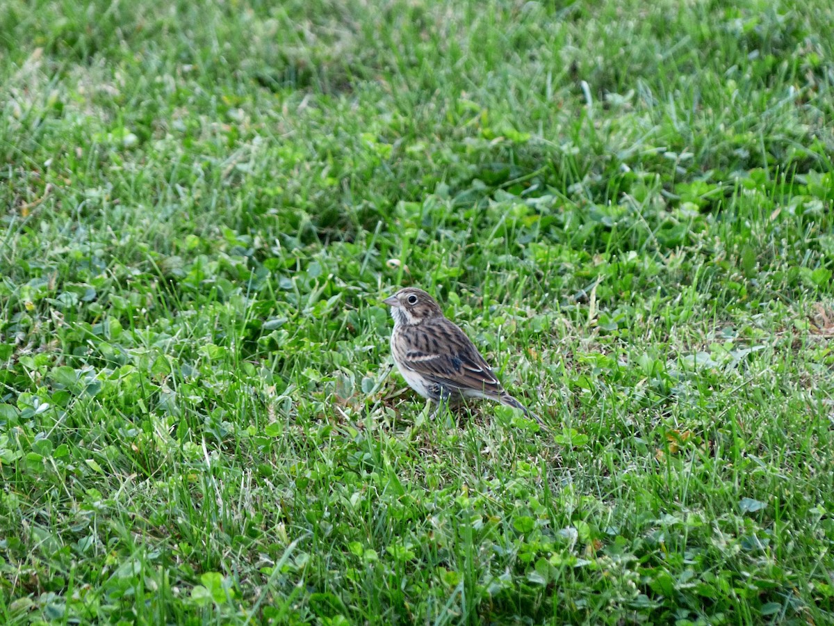 Vesper Sparrow - ML72608531