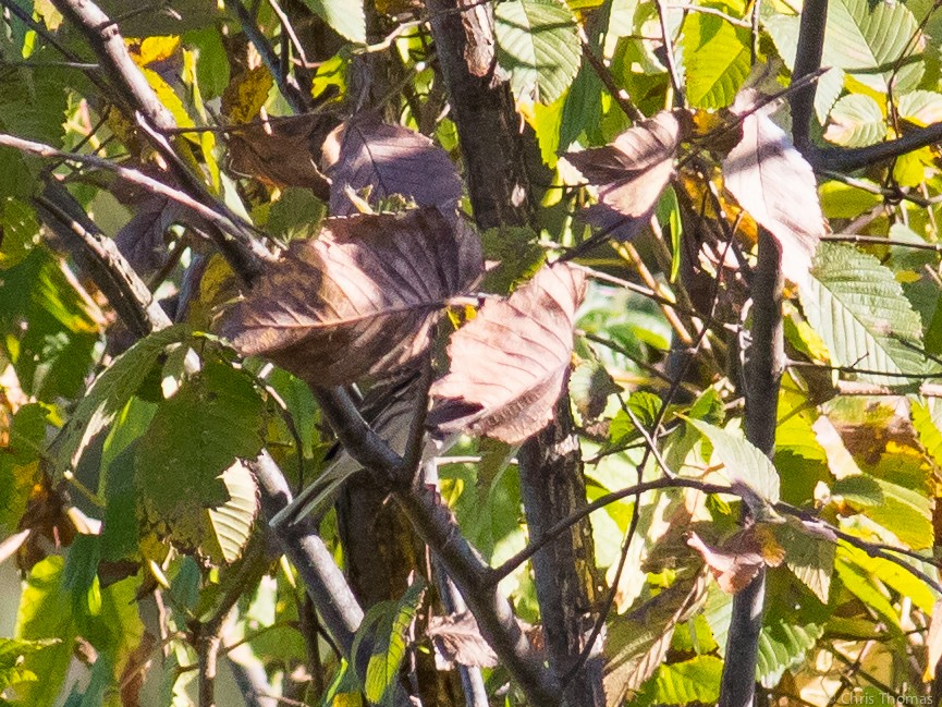 Vesper Sparrow - ML72608771