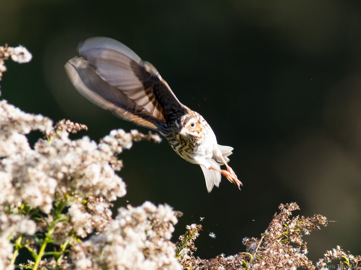 Savannah Sparrow - ML72608981