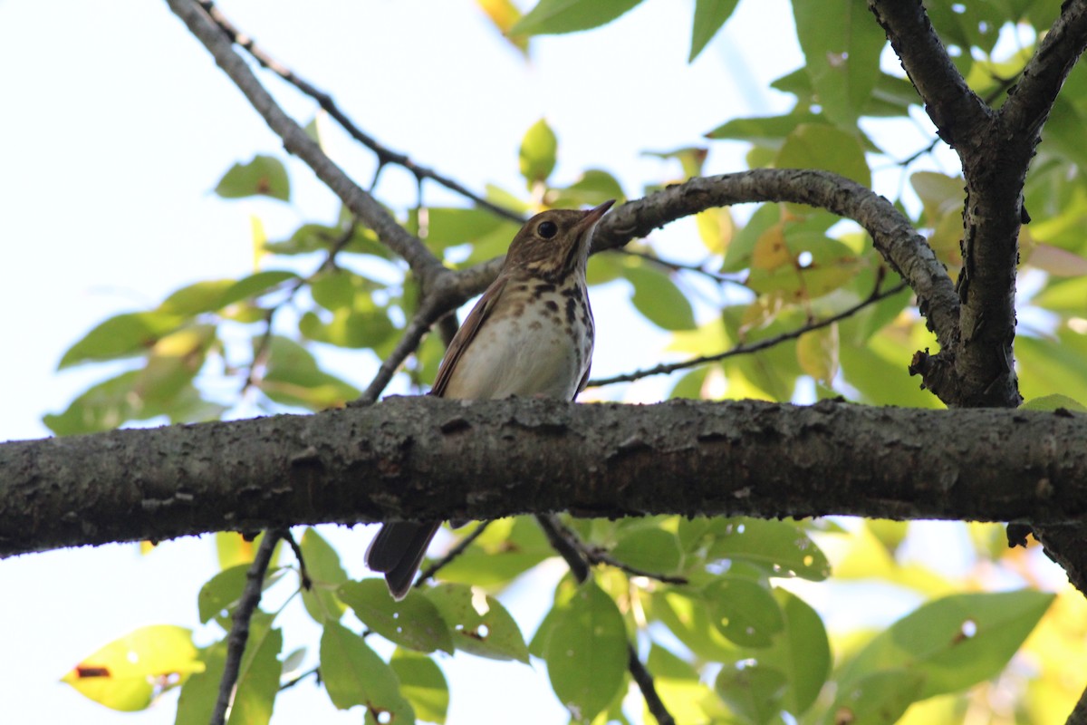 Hermit Thrush (faxoni/crymophilus) - ML72609141