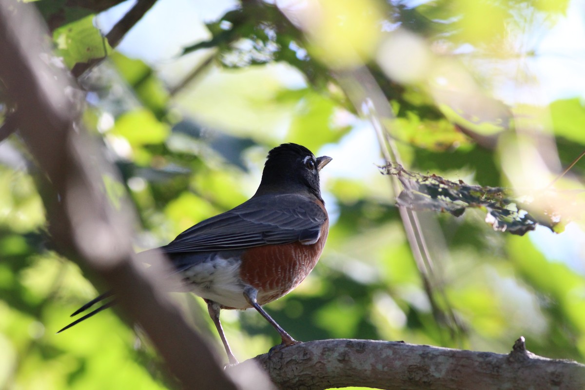 American Robin - ML72609181