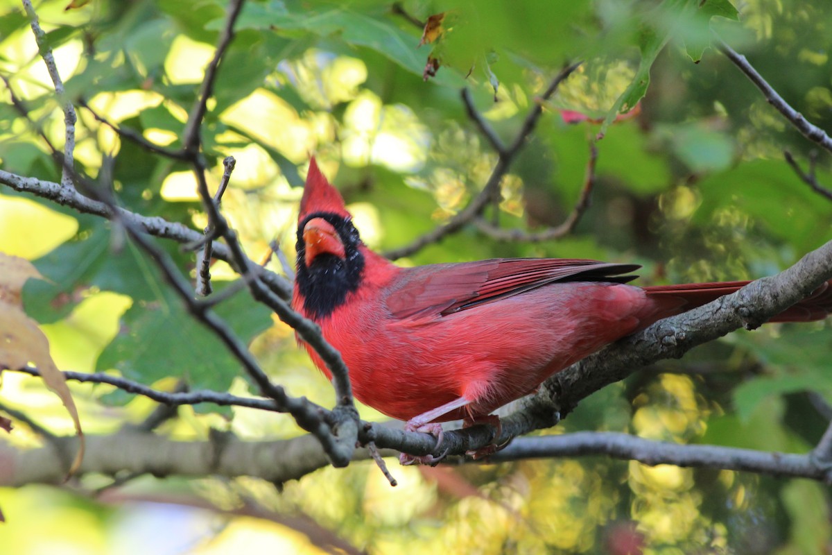 Northern Cardinal - ML72609211