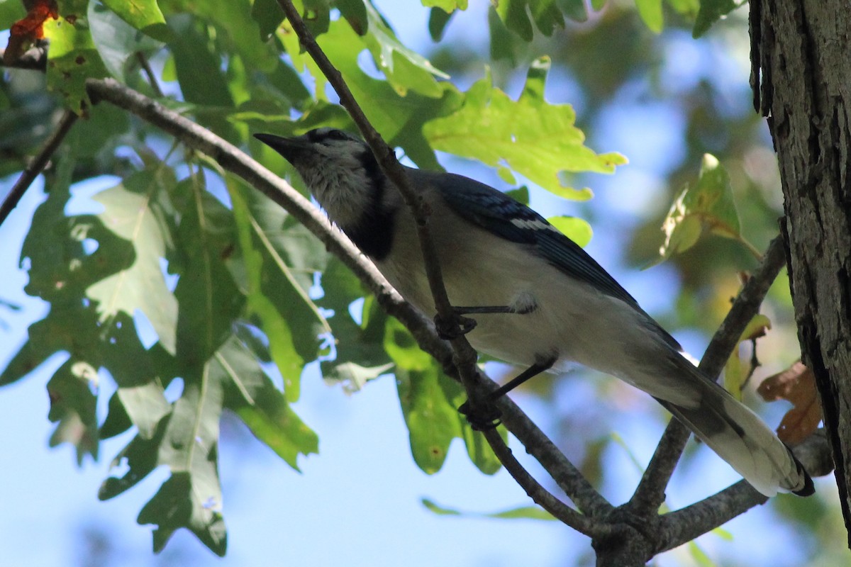 Blue Jay - ML72609921